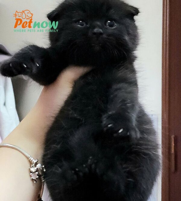 Mèo Anh Lông Ngắn Scottish Fold Tai Cụp Màu Đen Tuyền Đực Mã AN327