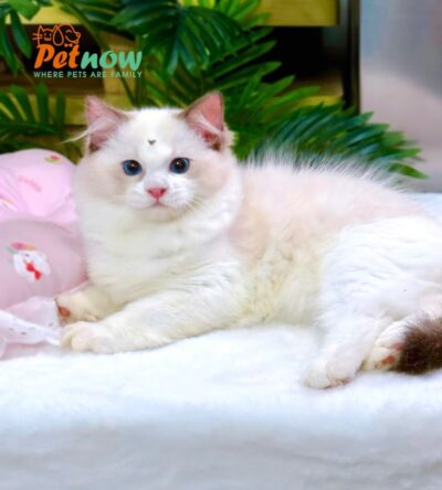 Mèo Ragdoll Màu Xám Trắng Cái Mã RD188