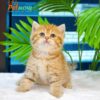 Mèo Anh Lông Ngắn Tabby Golden Đực Mã AN299
