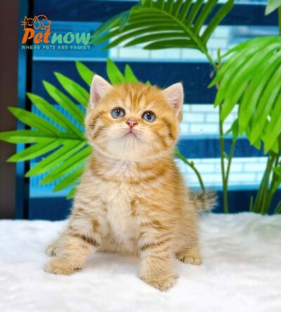 Mèo Anh Lông Ngắn Tabby Golden Đực Mã AN299