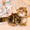 Mèo Munchkin Tai Cụp Màu Sọc Dưa Mã RD189