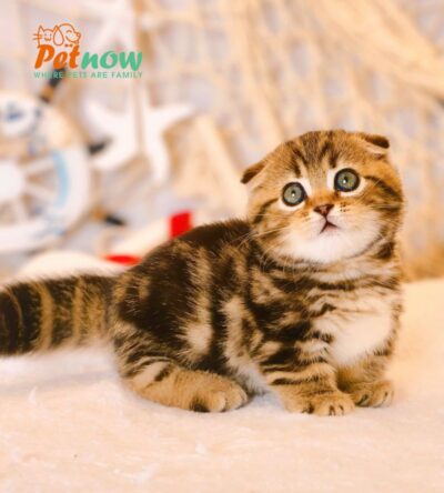 Mèo Munchkin Tai Cụp Màu Sọc Dưa Mã RD189