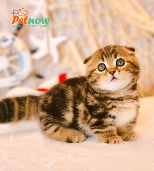 Mèo Munchkin Tai Cụp Màu Sọc Dưa Mã RD189