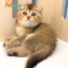 Mèo Anh Lông Ngắn Màu BlackGolden Tai Cụp Lửng Cái Mã AN300