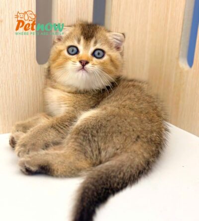 Mèo Anh Lông Ngắn Màu BlackGolden Tai Cụp Lửng Cái Mã AN300