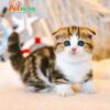 Mèo Scottish Fold Chân Lùn Màu Sọc Dưa Mã RD190