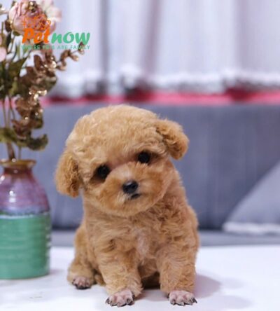 Chó Poodle Size Tiny Chân Ngắn Mỏ Ngắn Màu Vàng Mơ Siêu Xinh Mã PD330