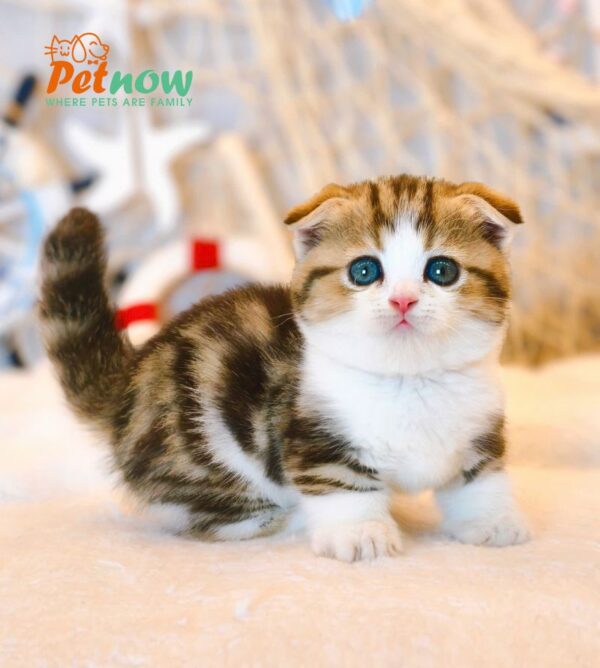 Mèo Scottish Fold Chân Lùn Màu Sọc Dưa Mã RD190