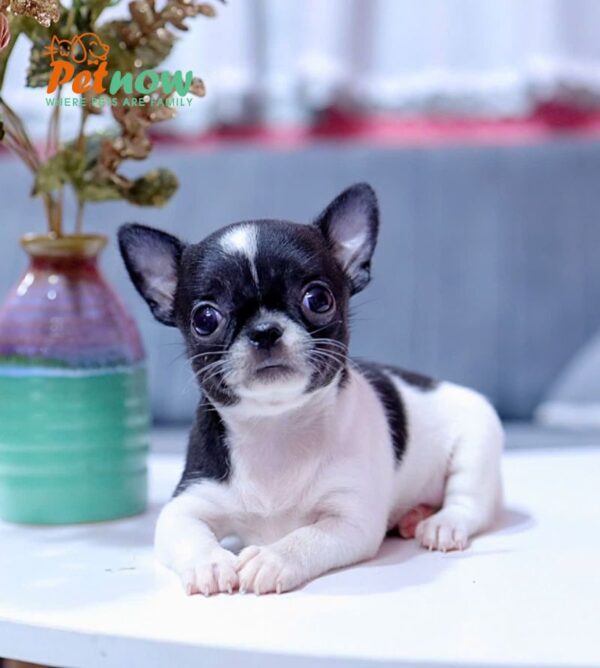 Chó Chihuahua Màu Bò Sữa Cái Mã CH331