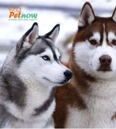Chó Husky