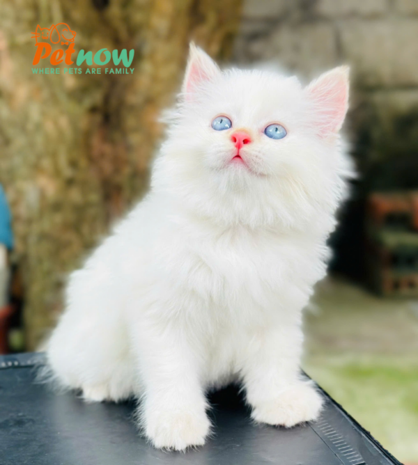 Mèo Anh Lông Dài Đực Màu Trắng Mã AD201