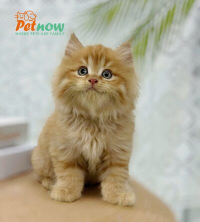 Mèo Anh Lông Dài Màu Red Đực Mã AD313
