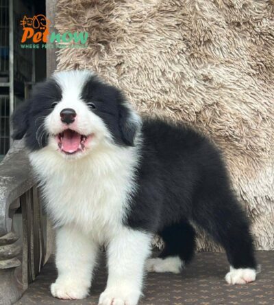 Chó Border Collie Màu Đen Trắng Đực BL341