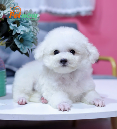 Chó Poodle Màu Trắng Size Tiny Cái Mã PD335