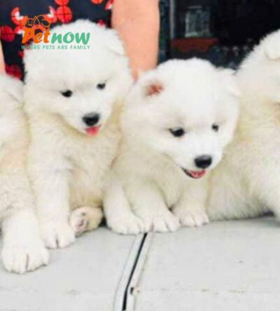 Chó Samoyed Màu Trắng Tuyết Đực Mã SM350