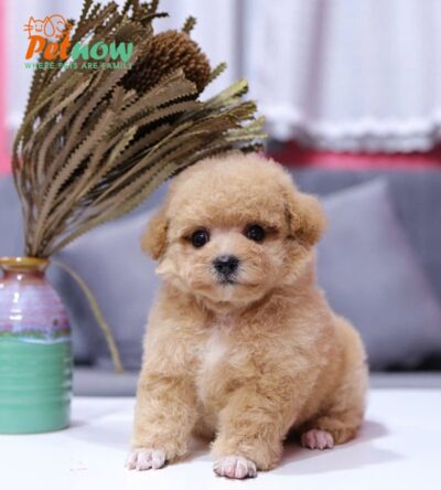 Chó Pooodle Tiny Đực vàng mơ, Lông siêu dày Mã PD168
