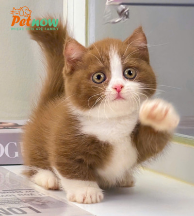Mèo Anh Lông Ngắn Munchkin Màu Bichoco Chân Lùn Mã AN173