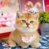 Mèo Anh Lông Ngắn Munchkin Màu Golden Ny25 Đực Mã AN302