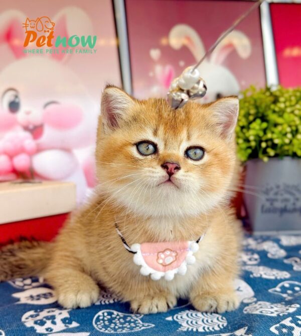 Mèo Anh Lông Ngắn Munchkin Màu Golden Ny25 Đực Mã AN302