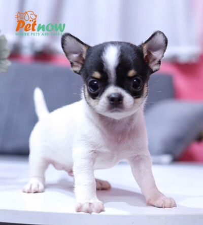 Chó Chihuahua Màu Bò Sữa Đực Mã CH332