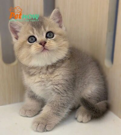Mèo Anh Lông Ngắn Màu Blue Golden Đực Mã AN303