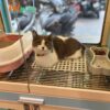 Mèo Anh Lông Ngắn Chân Lùn Màu Bicolor Cái Mã AN338