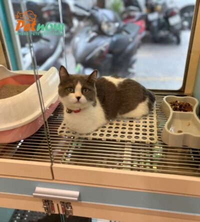 Mèo Anh Lông Ngắn Chân Lùn Màu Bicolor Cái Mã AN338
