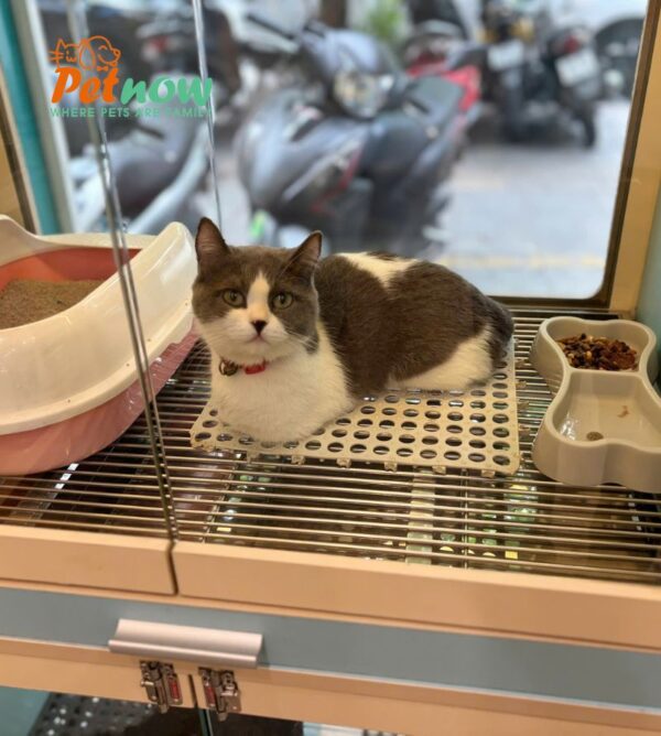 Mèo Anh Lông Ngắn Chân Lùn Màu Bicolor Cái Mã AN338