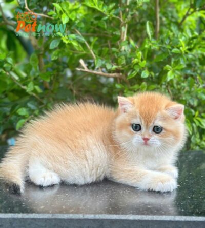 Mèo Anh Lông Ngắn Golden Đực Siêu Mập Mã AN193