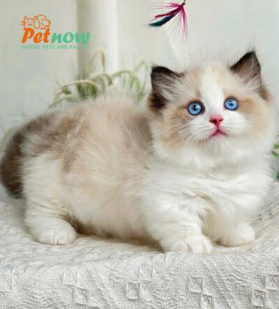 Mèo Ragdoll Munchkin Mắt Xanh Màu Bicolor Cái Mã RD304