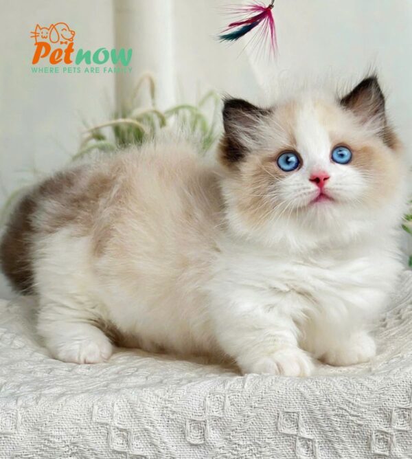 Mèo Ragdoll Munchkin Mắt Xanh Màu Bicolor Cái Mã RD304