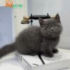 Mèo munchkin chân lùn màu xám xanh Mã AN194