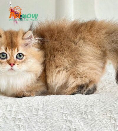 Mèo Anh Lông Dài Chân Lùn Màu Golden Đực Mã AD305