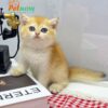 Mèo Anh Lông Ngắn Golden Ny12 Cái Mã AN196