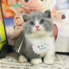 Mèo Anh Lông Ngắn Chân Lùn Màu Bicolor Cái Mã AN306