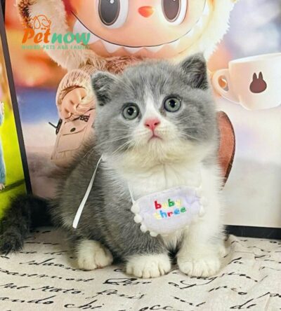 Mèo Anh Lông Ngắn Chân Lùn Màu Bicolor Cái Mã AN306