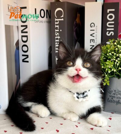 Mèo Anh Lông Ngắn Munchkin Tuxedo Màu Trắng Đen Đực Mã AN307