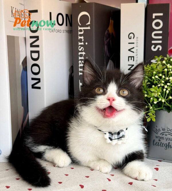 Mèo Anh Lông Ngắn Munchkin Tuxedo Màu Trắng Đen Đực Mã AN307