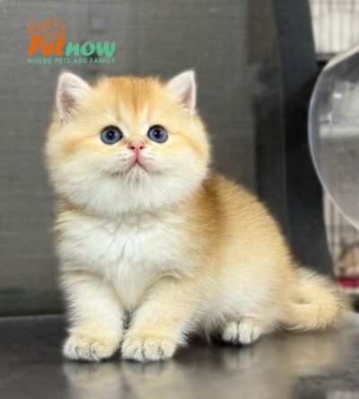 Mèo Anh Lông Ngắn Màu Golden Ny12 Cái Mã AN198