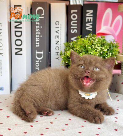 Mèo Anh Lông Ngắn Màu Chocolate Cái Mã AN309
