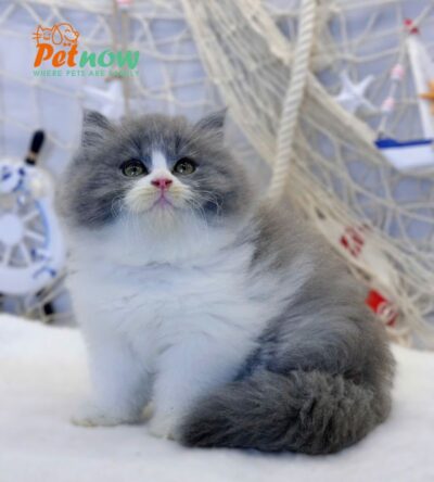 Mèo Anh Lông Dài Màu Bicolor Đực Mã AD211