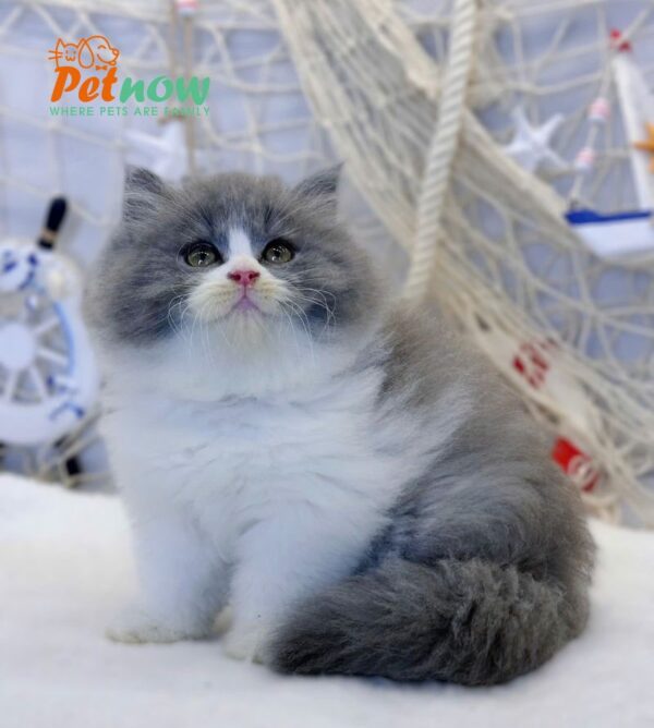 Mèo Anh Lông Dài Màu Bicolor Đực Mã AD211