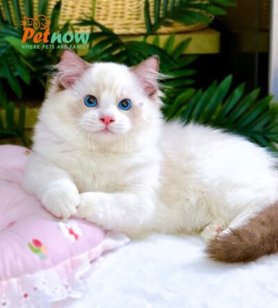 Mèo Ragdoll Bicolor Cái Mã RD213