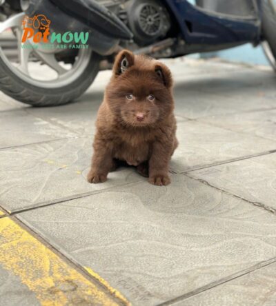 Chó Hmong Cộc Mặt Gấu Màu Nâu Đỏ Đực HM342