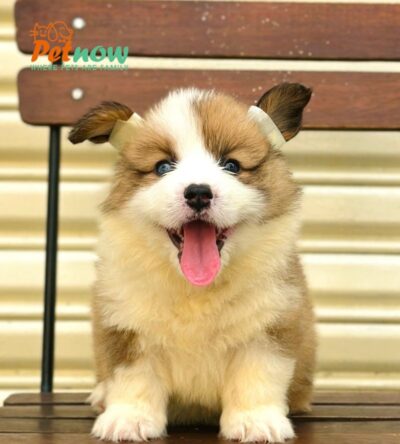 Chó Corgi Lông Dài Siêu Mập Màu Bicolor Cái Mã CG351
