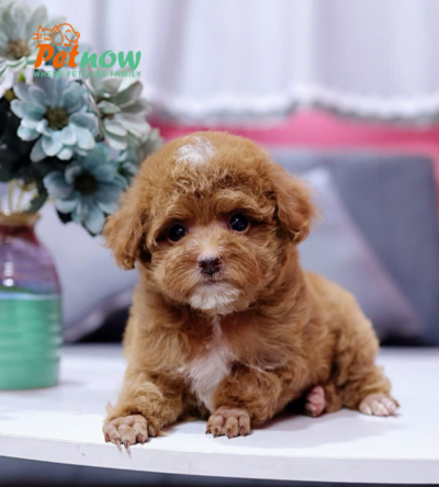 Chó Poodle Màu Nâu Size Tiny Đực Mã PD336