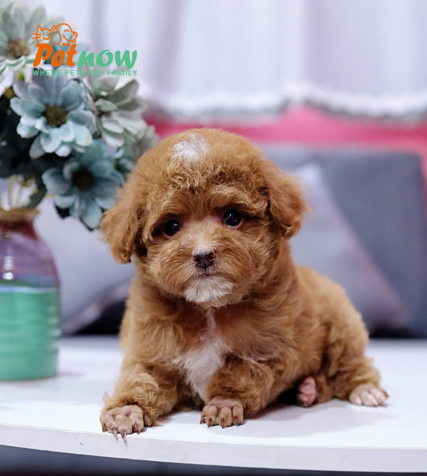 Chó Poodle Màu Nâu Size Tiny Đực Mã PD336