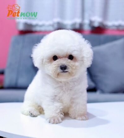 Chó Pooodle Đực màu Trắng, Chân lùn size Tiny Mã PD169