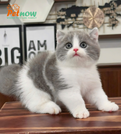 Mèo Anh Lông Ngắn Màu Bicolor Mặt Bánh Bao Mã AN174