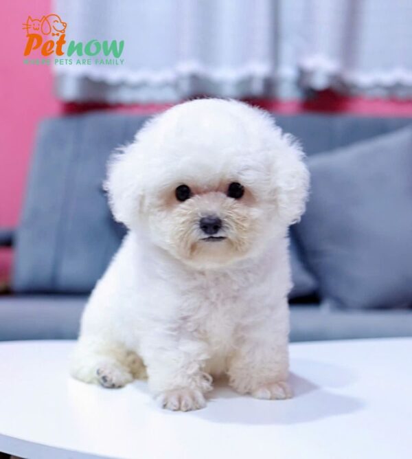 Chó Pooodle Đực màu Trắng, Chân lùn size Tiny Mã PD169